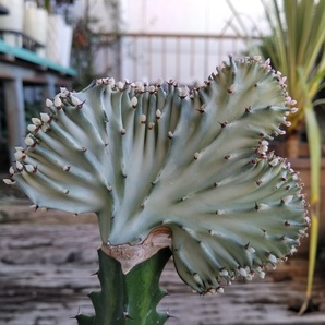 【ユーフォルビア・ラクティア・マハラジャ＊Euphorbia lactea＊ユウヤケサンゴ＊】09★写真現品＊ポットごと発送★の画像2