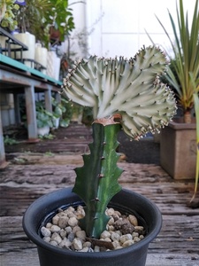 【ユーフォルビア・ラクティア・マハラジャ＊Euphorbia lactea＊ユウヤケサンゴ＊】09★写真現品＊ポットごと発送★