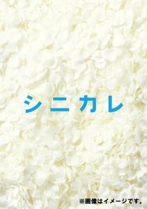 シニカレ完全版 DVD-BOX　(shin