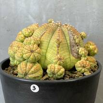 ユーフォルビア 子吹 シンメトリカEuphorbia obesa ssp.symmetrica③_画像3