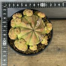 ユーフォルビア 子吹 シンメトリカEuphorbia obesa ssp.symmetrica③_画像10