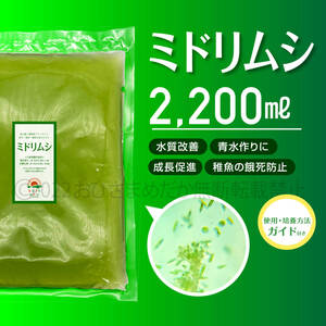 【ミドリムシ　種水　増量　2200ml】めだか　メダカ　針子　エサ 稚魚　psb　 金魚　ミジンコ　クロレラ　ゾウリムシ 培養におすすめ