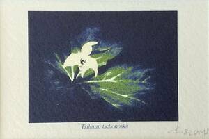  author un- details [Trillium tschonoskii]si donkey naen Ray saw ( white flower ...) lithograph with autograph frame 