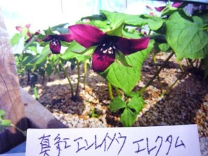 山野草　真紅エンレイソウエレクタム大球3球入