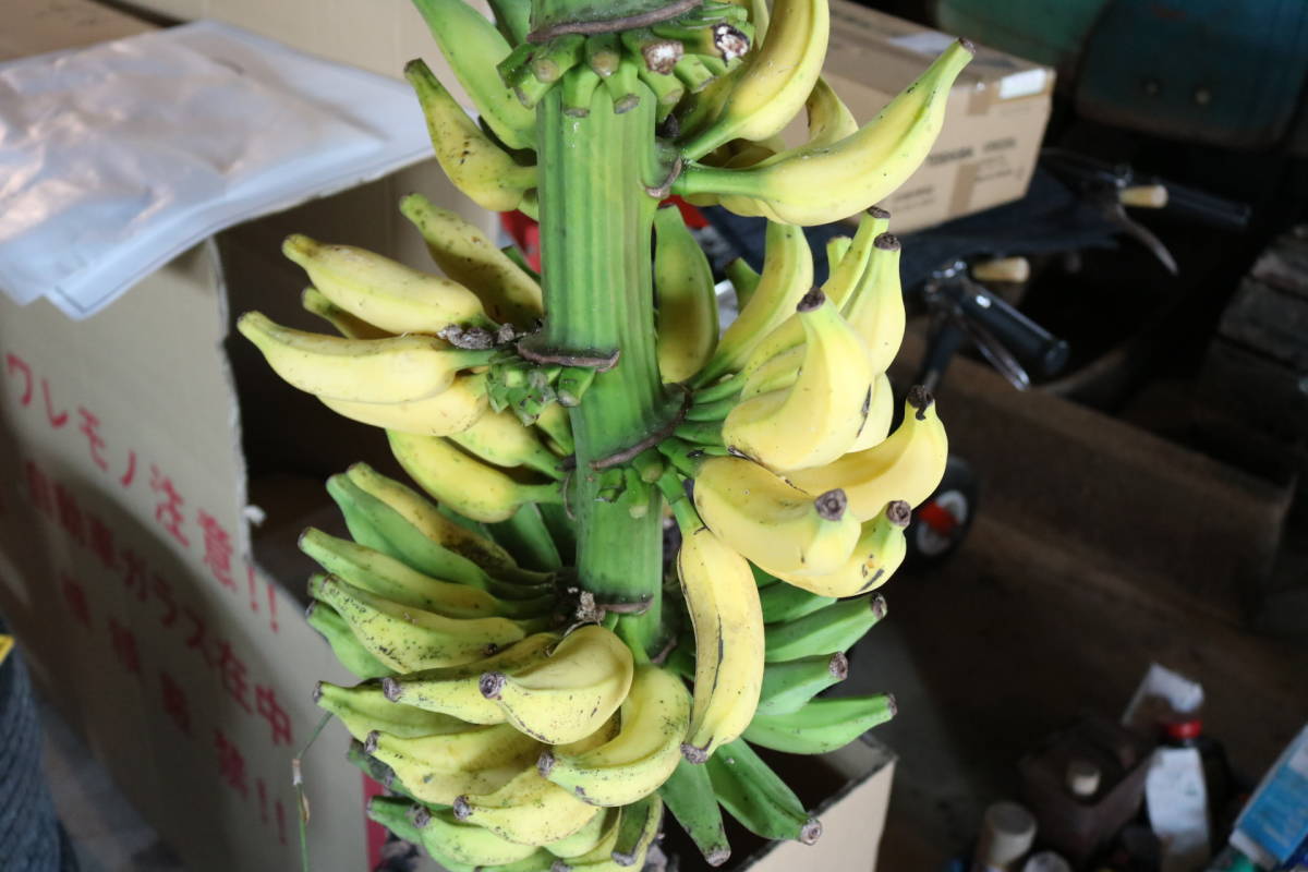 2023年最新】ヤフオク! -沖縄バナナの中古品・新品・未使用品一覧