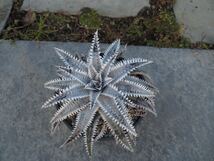 送料無料　Dyckia 'skywalker'×goehringii special spine 親株　ブロメリア　ディッキア　ヘクチア_画像6