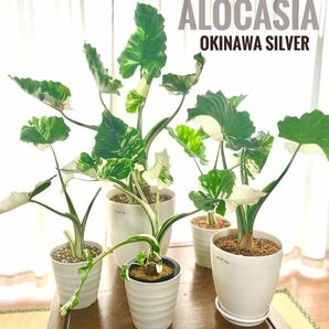 斑入りクワズイモ ！鉢シリーズ！Alocasia　約7０cm pot22cm