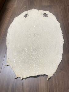 梅花皮 カイラギ 珍品 約71cm ホワイト スタースティングレイ スタースティングレー ガルーシャ スティングレイ レザー 白 