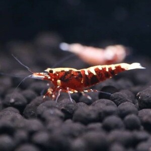 **. tail ..** red pin to shrimp 30 pcs pattern Mix 