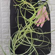 ☆1円スタート☆100 チランジア 植物☆Tillandsia arhiza(ティランジア・アリザ)/エアープランツ_画像4