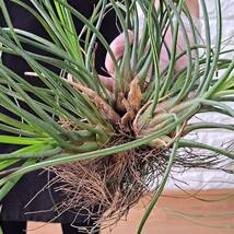 ☆1円スタート☆13 チランジア 植物☆Tillandsia butzii Giant Hybrid(ブッツィー ジャイアント)/エアープランツ_画像4