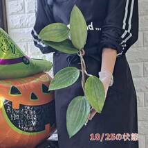 ☆1円スタート☆HMG ホヤ 植物☆Hoya macrophylla Green(ホヤ マクロフィラ )Sumatra/ガガイモ_画像6