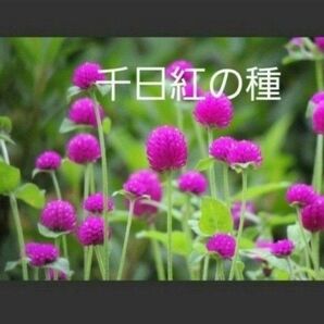 センニチコウの種