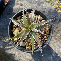 ☆送料一律342円！☆ Dyckia ( dawsonii hyb × purple silver ) × Big Boy Otto #2 ディッキア_画像1