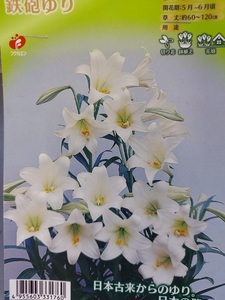 即決！♪人気　鹿児島県産　球根大きい　星型のお花　切花、鉢植えに需要多　白色　ユリ　鉄砲ゆり　２球