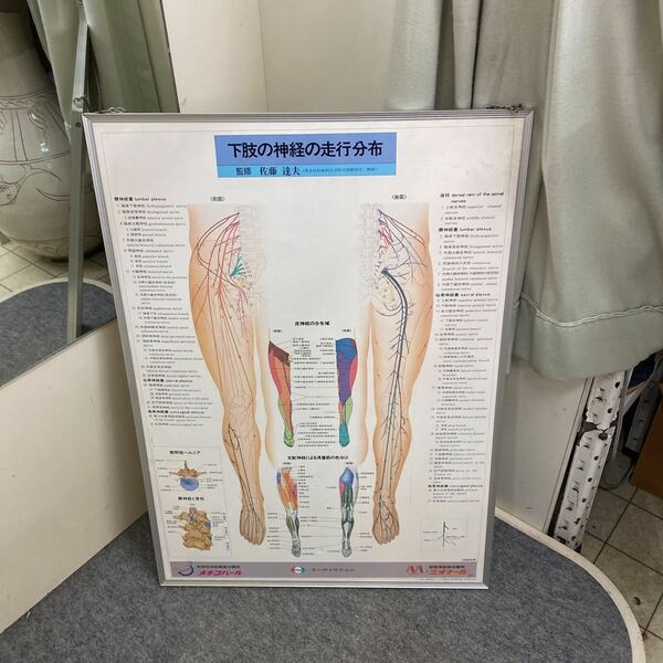 非売品　エーザイ株式会社　下肢の神経の走行分布　ボード