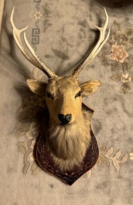  gorgeous deer deer is . made peeling made angle ornament interior Japanese sword .. deer Hokkaido objet d'art hunting Trophy .. deer ezo deer .. deer deer angle 
