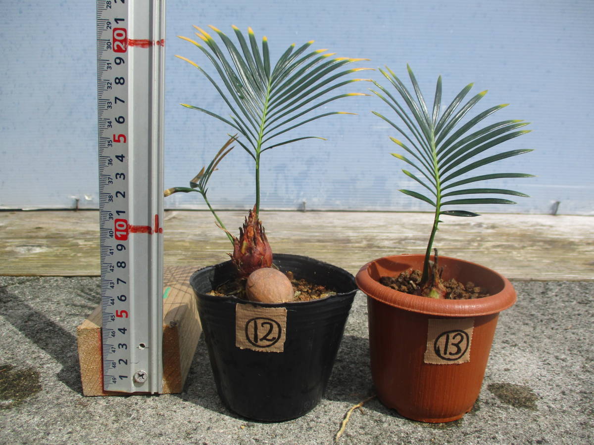 2023年最新】ヤフオク! -植物 ソテツの中古品・新品・未使用品一覧