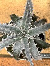 ディッキア　グレイオプス　その① 「Dyckia Gray Ops」_画像1