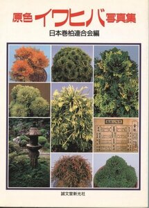 . color iwahiba photoalbum Japan volume Kashiwa ream .. compilation 