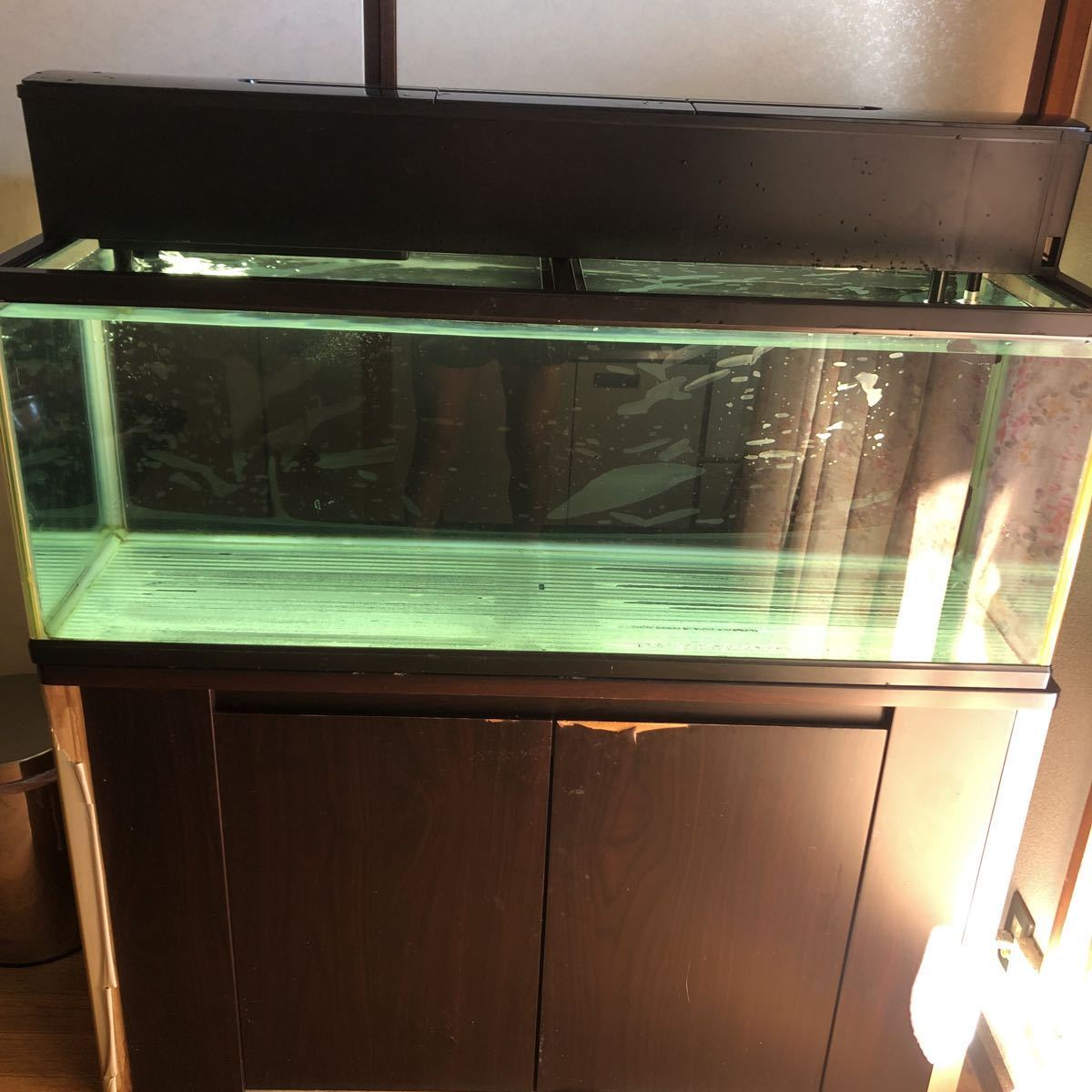 ヤフオク! -「引き取り限定」(水槽) (魚、水草)の落札相場・落札価格