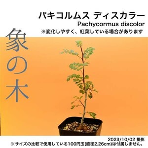 2H9 実生 象の木 パキコルムス ディスカラー コーデックス 塊根植物