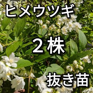 ヒメウツギ 発根済み 抜き苗 2株