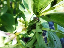 自然菜園、益虫を活用、てんとう虫の幼虫。