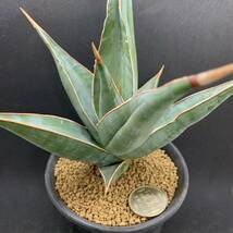 多肉植物 サンスベリア ピンギキュラ Sansevieria pinguicula 大株 選抜上株 01_画像3