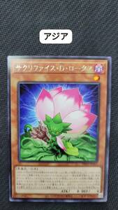 遊戯王 サクリファイス・Ｄ・ロータス レア PHNI アジア 亜 中古良品