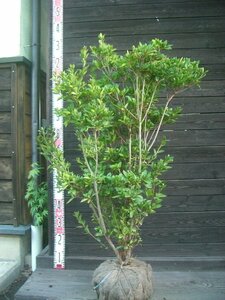 [ rare white flower ]yama azalea large stock [ free shipping ]