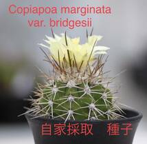 25 自家採取種子 Copiapoa marginata var. bridgesii 10粒 コピアポア ブリドゲシー 検索 @Leafy works 黒王丸_画像1