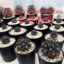 25 自家採取種子 Copiapoa marginata var. bridgesii 10粒 コピアポア ブリドゲシー 検索 @Leafy works 黒王丸_画像3