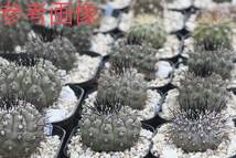 22 自家採取種子 10粒 コピアポア ギガンティア Copiapoa gigantea 検索 @Leafy works 黒王丸_画像4