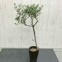 盆栽 仕立て オリーブの木 ネバディロブランコ souju 3号ロング鉢 6_画像4