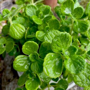 多肉植物 ハーブ アロマティカス 5カット 