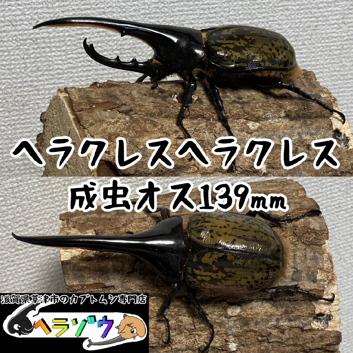2023年最新】ヤフオク! -ヘラクレスヘラクレス オスの中古品・新品・未