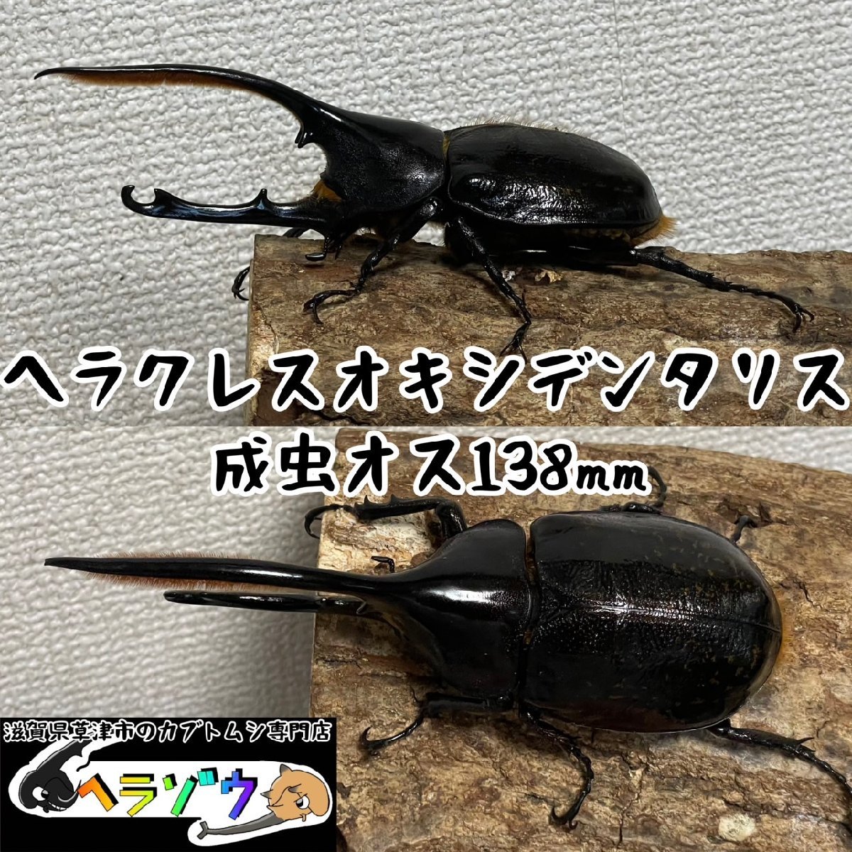 2023年最新】ヤフオク! -ヘラクレスヘラクレス オスの中古品・新品・未