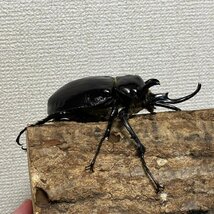 マルスゾウカブト成虫オス♂115mm（メガソママルス、Mマルス、雌）_画像4