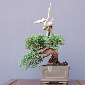 ( stock ) one .. genuine Kashiwa shohin bonsai |..20 year 