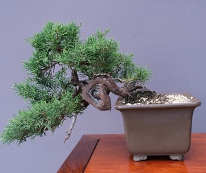 ( stock ) one .. genuine Kashiwa middle goods bonsai |..25 year 