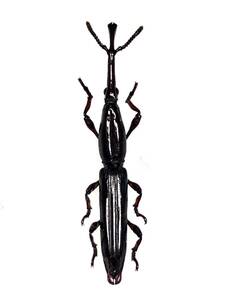 【札幌発】マレーシアのミツギリゾウムシの一種　昆虫標本　no.67