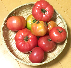 トマト　ポンテローサ　8粒　種　種子　　野菜　　家庭菜園　昔ながらの味のトマト