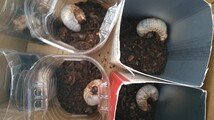 国産カブトムシ幼虫(静岡県産WDF1)15匹_画像9