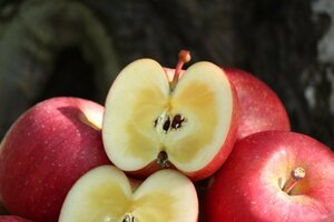 予約■11月上旬～山形県産りんご「こうとく 」約1.5 kg6～10玉