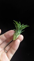  Tillandsia ionantha 'Apretado BRT' ティランジア エアプランツ イオナンタ_画像1