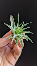  Tillandsia ionantha var. maxima from Jerry Domingo 子株１株 ティランジア エアプランツ イオナンタ_画像3