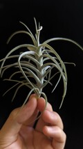 Tillandsia 'Sweet Izabel' (T. paleacea × tectorum) from Thailand イオナンタ エアープランツ ティランジア_画像3