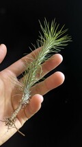 Tillandsia funckiana from Tropiflora エアープランツ ティランジア_画像1