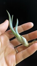 Tillandsia 'Merlin' (T.streptophylla x pseudobaileyi) from Tropiflora エアープランツ ティランジア_画像5